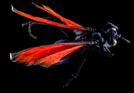 Pepsis rubra, Female, back, GTMO, Cuba 2013-11-06-10.12.51 ZS PMax photo