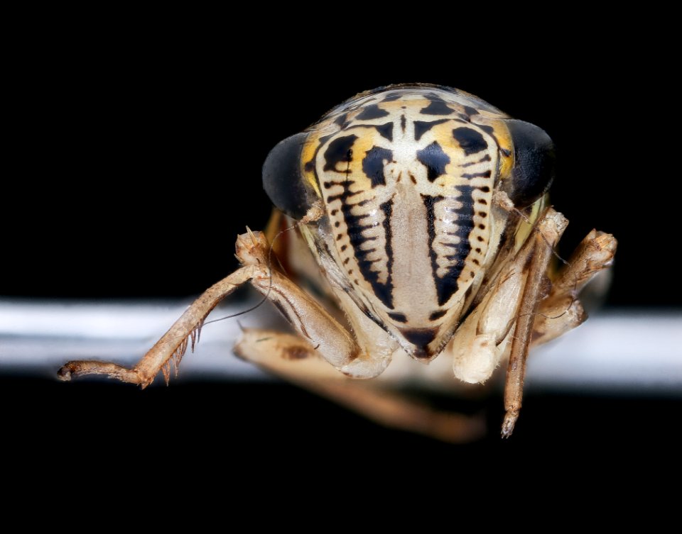 Leafhopper, u, face, Dominican Republic 2019-12-18-10.46.00 ZS PMax UDR