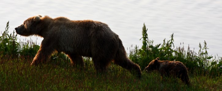 Sow and cub of the year at sunrise
