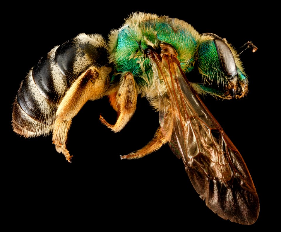 Agapostemon virescens, F, side, Kings County, New York 2013-02-01-15.08.22 ZS PMax