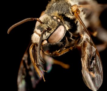 Ancyloscelis apiformis, m, paraguay, face 2014-08-08-09.52.55 ZS PMax