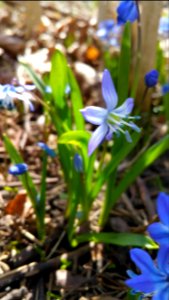 Never too much squill