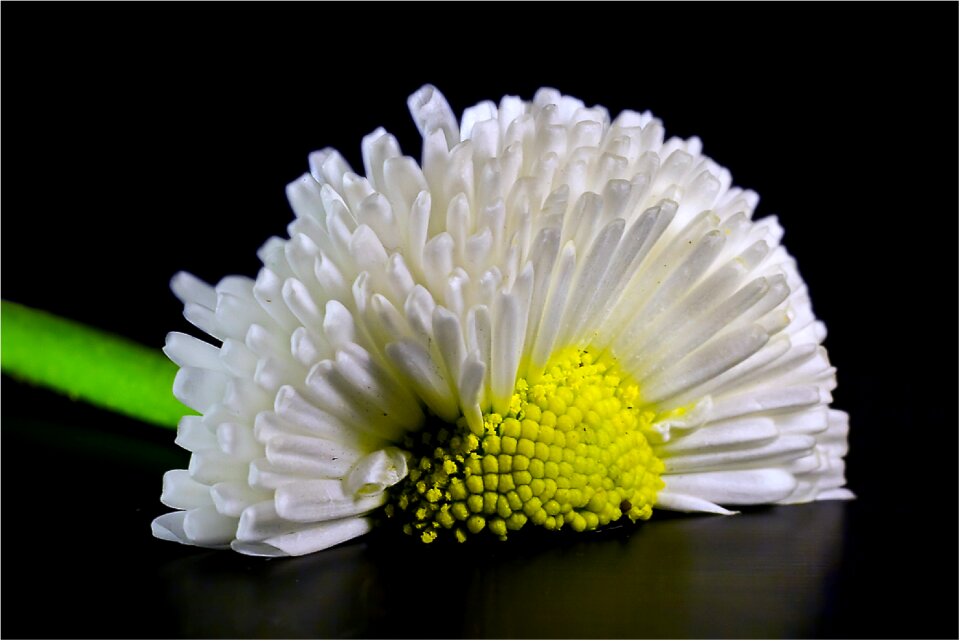White bellis philosophy tausendschön