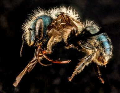 Osmia albiventris, F, Side, MD, Cecil County 2013-08-08-14.34.41 ZS PMax