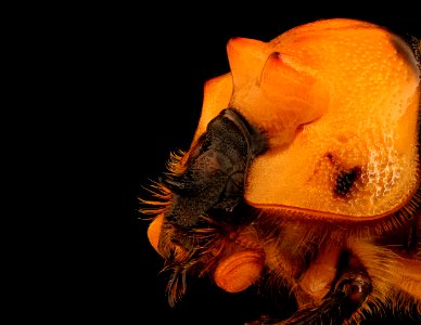Bolbocerosoma tumefactum, yellow, pwrc, md, side face 2018-07-04-18.36
