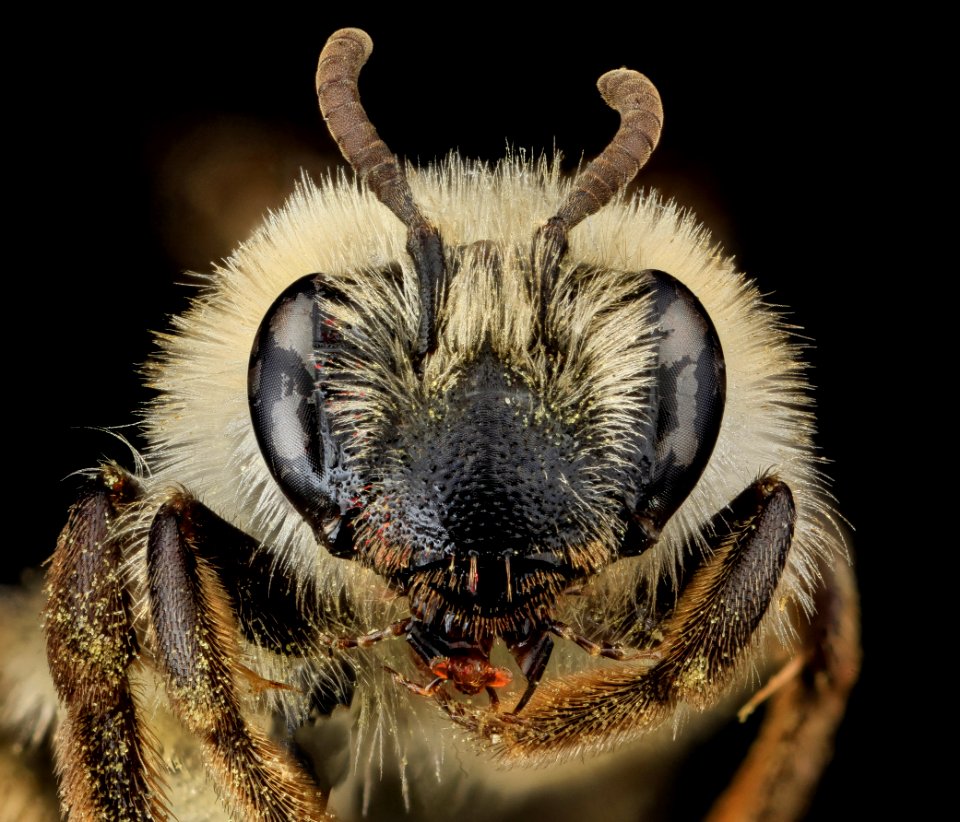 Andrena barbilabris, U, Face, PG county, MD 2013-07-12-15.19.21 ZS PMax