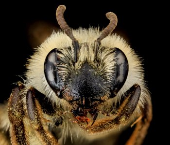 Andrena barbilabris, U, Face, PG county, MD 2013-07-12-15.19.21 ZS PMax