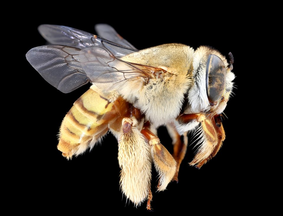 Centris aethyctera, m, right, Costa Rica 2020-08-19-16.38.01 ZS PMax UDR