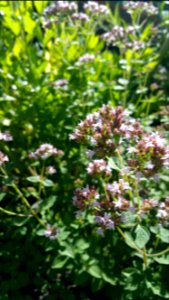 Oregano flowers, lovage, etc.