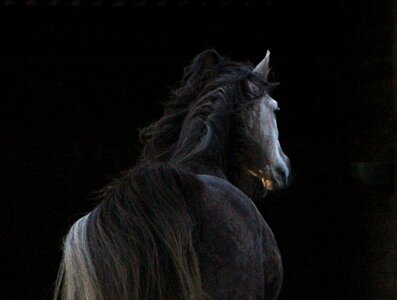 Night dark horse back photo