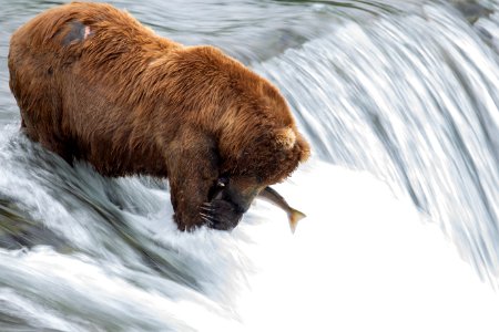 Bear pins salmon photo