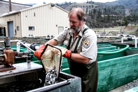 Depositing the fish