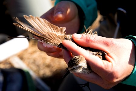 Collecting data on a sandpiper