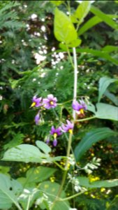Solanum dulcamara (bittersweet nightshade)