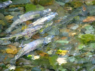 Chum Salmon Spawning migration