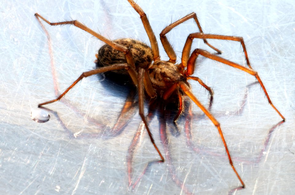 Macro Spider and a Drop of Venom photo