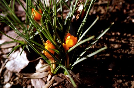 yellow crocus