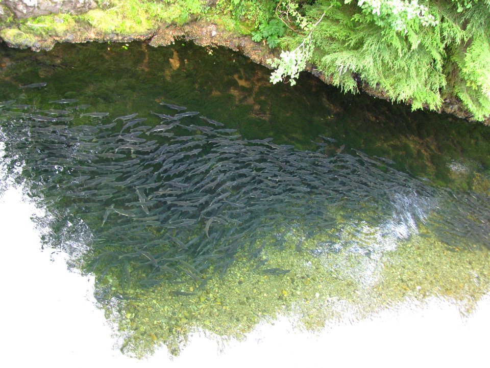 Pink Salmon Migration