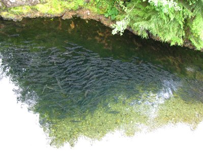 Pink Salmon Migration