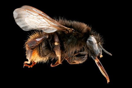 Bombus ruderarius, f, right, Podunajska, Slovakia 2020-02-17-15.55.07 ZS PMax UDR