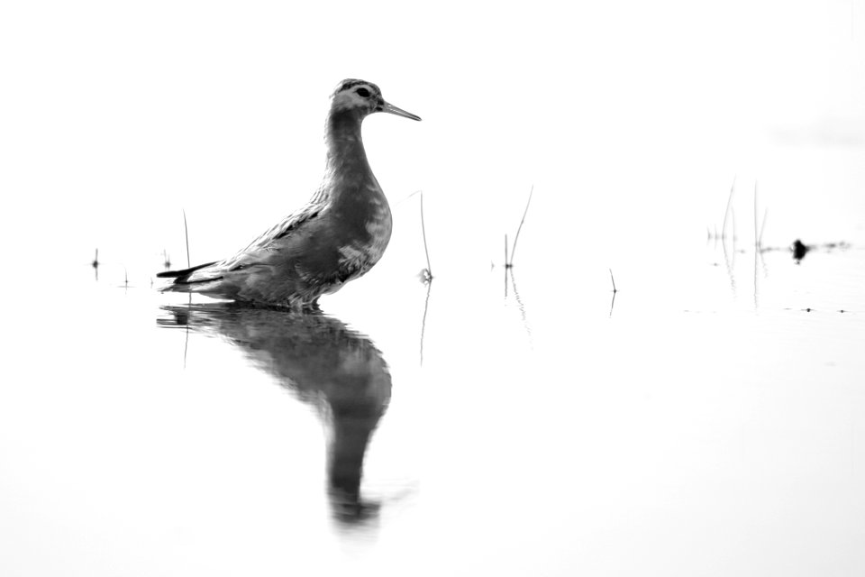 Arctic Bird Fest 2019