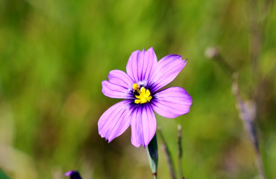 Blue-eyed grass is a native perennial to California
