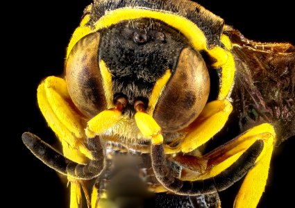 Hoplisoides xerophilus, U, face, Cuba 2012-09-27-15.13.04 ZS PMax