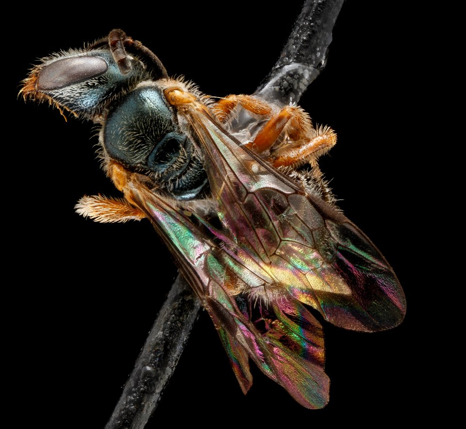 Lasioglossum tarponense, F, back, Florida, St John County 2013-03-04-18.09.35 ZS PMax