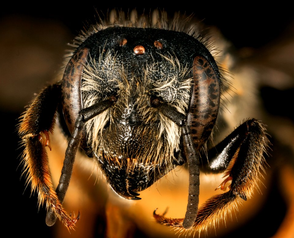 Megachile relativa, 420668, Garett co, Face 2016-06-27-14.36.49 ZS PMax UDR