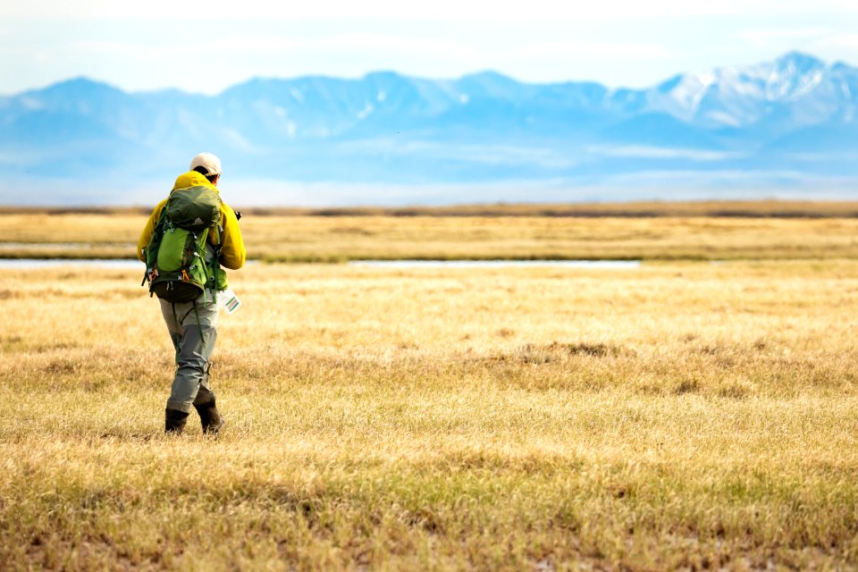 Nest searching - Arctic Bird Fest 2019