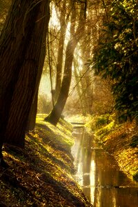 River forest golden