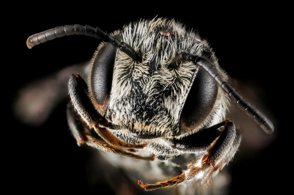 modesta, male, face 2012-07-16-18.19