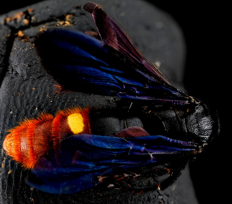 Scolia dubia, M, back, Anne Arundel County, Maryland 2012-09-25-15.49.03 ZS PMax