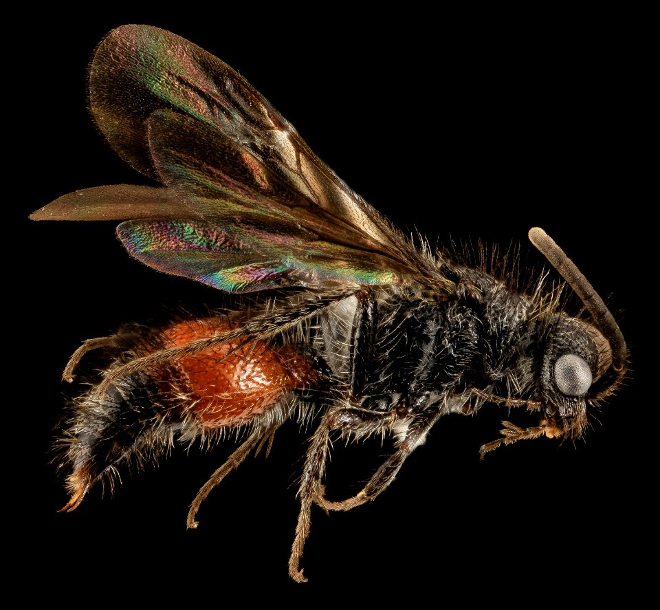 Mutillid wasp, M, Side, St johns Co, Fl 2014-02-05-17.09.42 ZS PMax