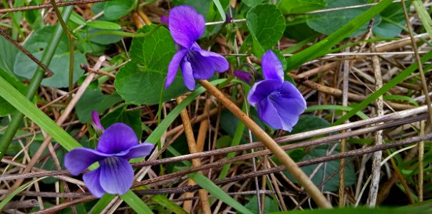 Viola adunca or Western Dog Violet 3