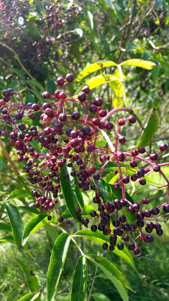 Elderberry