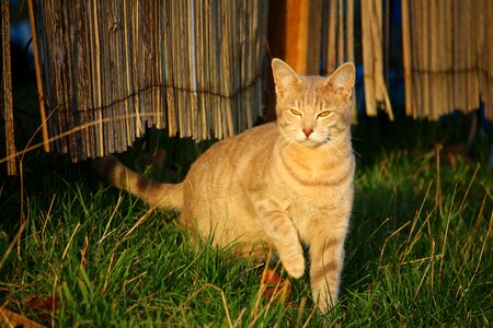 Breed cat grass morning light photo