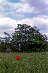 lone poppy