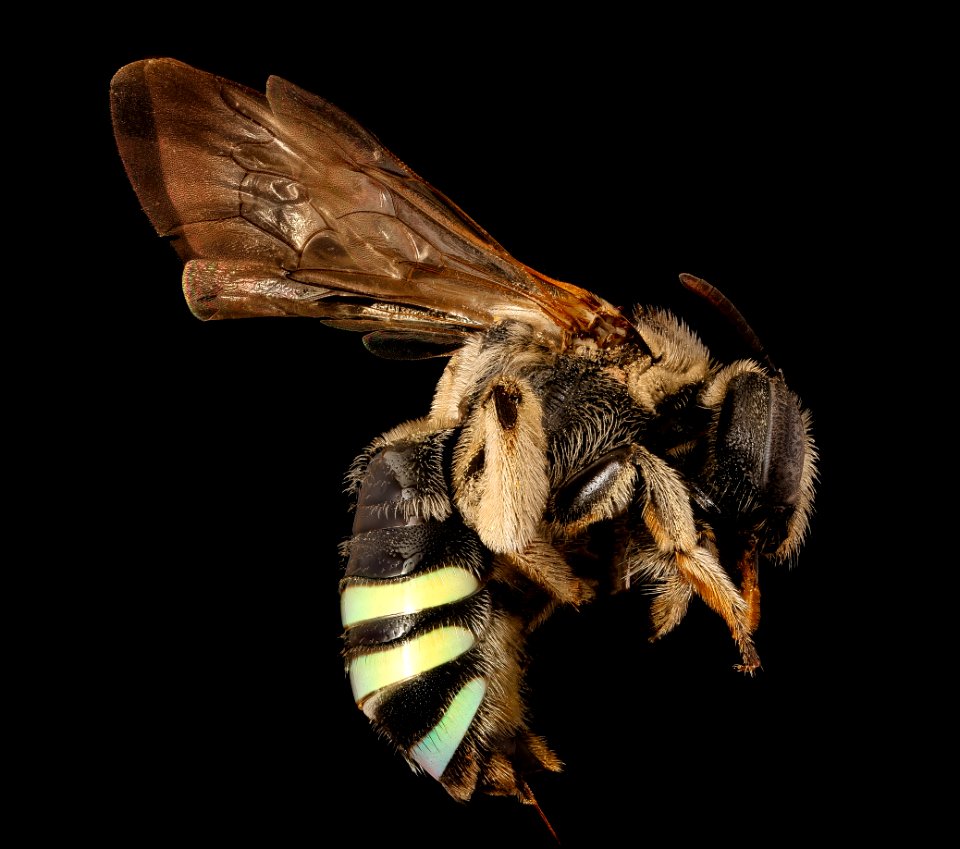 Nomia foxii, f, right side, Hidalgo Co., NM 2017-03-15-13.48