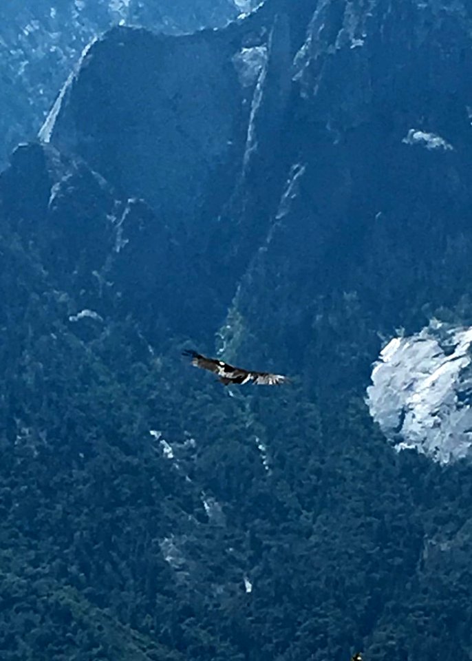 A California condor soars in Sequoia National Park.