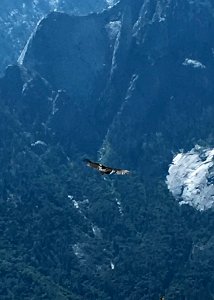 A California condor soars in Sequoia National Park.