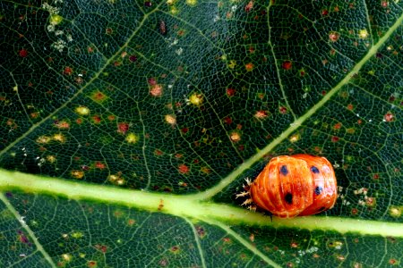 Ladybird pupae,-face 2012-08-02-15.57.02-ZS-PMax photo