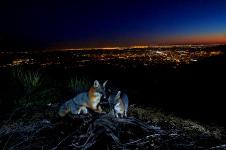 Gray Foxes in the Verdugo Mountains