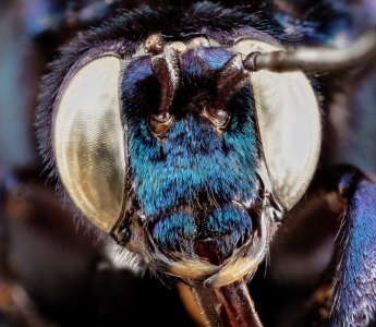 Acanthopus excellens, f, face, brasil 2014-08-06-13.21.05 ZS PMax