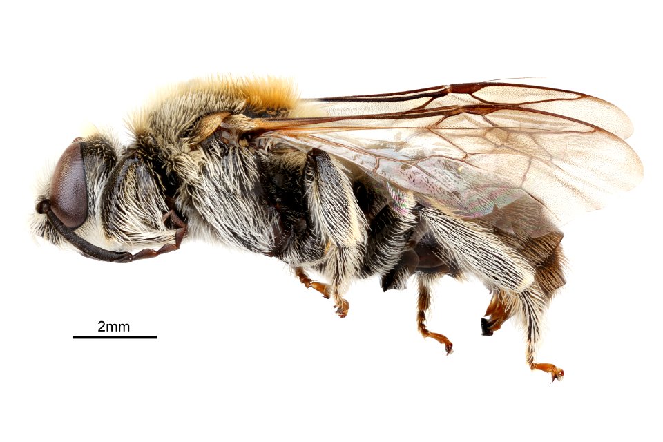 Systropha krigei M
