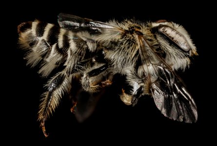 Lithurgus tibialis, F, Side, Greece, Aegean Islands, Lesvos, Mytilene 2015-03-06-15.20.12 ZS PMax