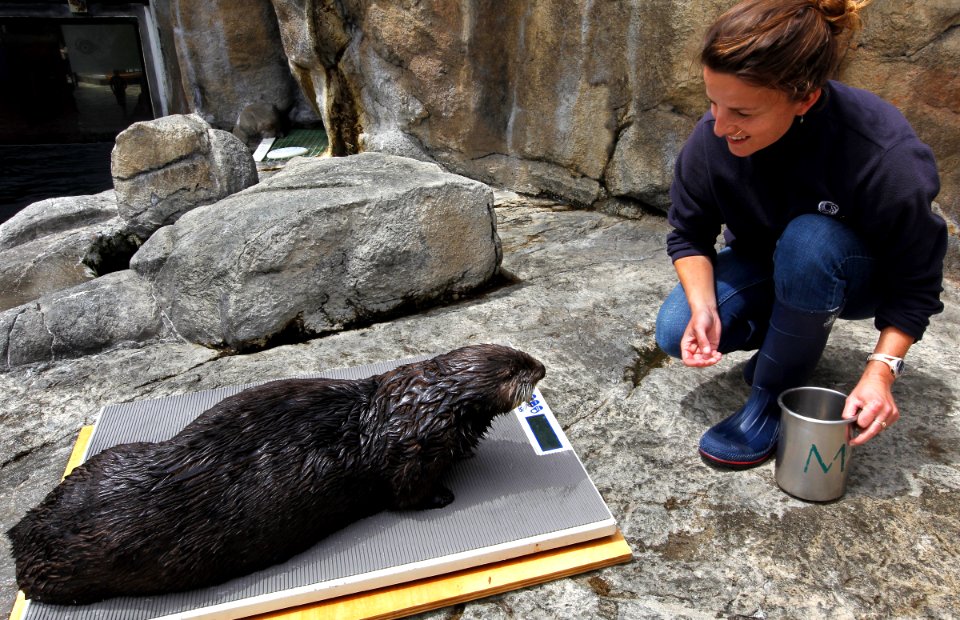 Second smallest marine mammal