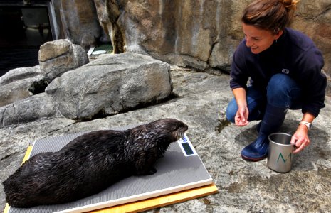 Second smallest marine mammal