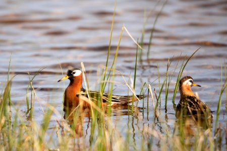Red phalarope pair - Arctic Bird Fest 2019