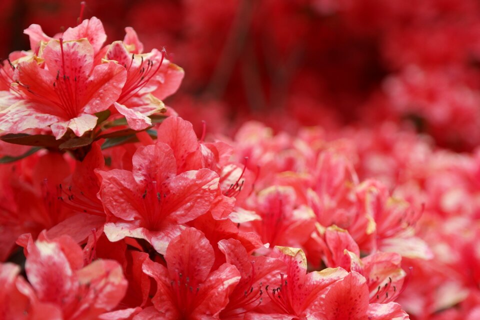 Nature red flowers spring